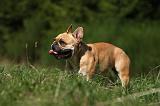 BOULEDOGUE FRANCAIS 867